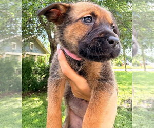 German Shepherd Dog-Unknown Mix Dogs for adoption in Brewster, NY, USA