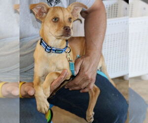 Chug Dogs for adoption in Bandera, TX, USA