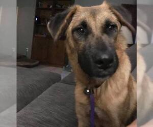 German Shepherd Dog-Unknown Mix Dogs for adoption in Clifton, TX, USA