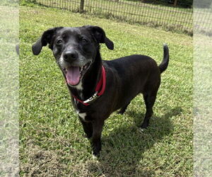 Mutt Dogs for adoption in Virginia Beach, VA, USA