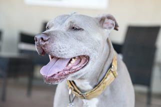 American Pit Bull Terrier-Weimaraner Mix Dogs for adoption in  Ramona, CA, USA