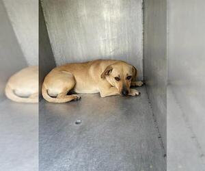 Mutt Dogs for adoption in San Antonio, TX, USA