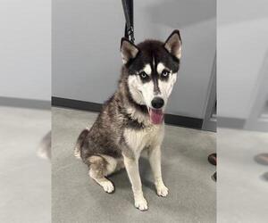 Siberian Husky Dogs for adoption in San Martin, CA, USA