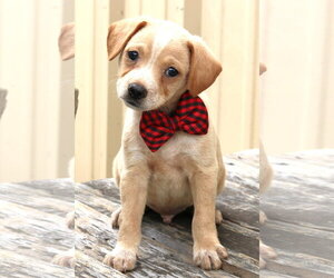 Australian Shepherd-Beagle Mix Dogs for adoption in Bandera, TX, USA