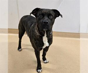 Boxer-Unknown Mix Dogs for adoption in Placerville, CA, USA