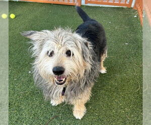 Australian Shepherd-Unknown Mix Dogs for adoption in Las Vegas, NV, USA