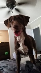 Lab-Pointer Dogs for adoption in Rathdrum, ID, USA