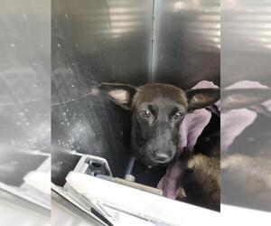 Chihuahua-Unknown Mix Dogs for adoption in San Antonio, TX, USA