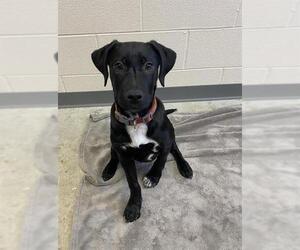 Labrador Retriever Dogs for adoption in Fort Wayne, IN, USA