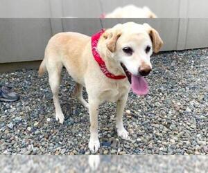 Labrador Retriever Dogs for adoption in Santa Cruz, CA, USA