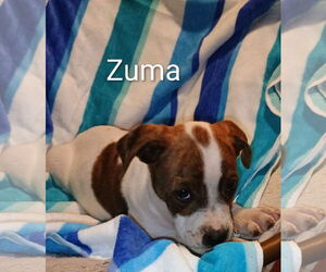 Labrador Retriever-Unknown Mix Dogs for adoption in The Woodlands, TX, USA