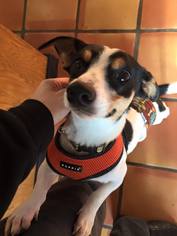 Dachshund-Jack Russell Terrier Mix Dogs for adoption in Clatskanie, OR, USA