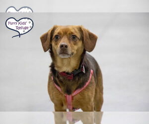 Chiweenie Dogs for adoption in Lee's Summit, MO, USA