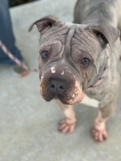 American Pit Bull Terrier-Chinese Shar-Pei Mix Dogs for adoption in Los Angeles, CA, USA