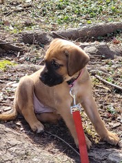 Boxador Dogs for adoption in Greenville, SC, USA