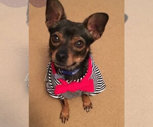 Miniature Pinscher-Unknown Mix Dogs for adoption in danville, CA, USA