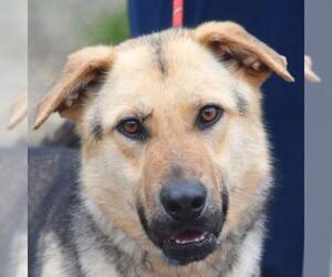 Collie-German Shepherd Dog Mix Dogs for adoption in Huntley, IL, USA
