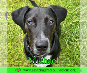 Pointer-Unknown Mix Dogs for adoption in Pensacola, FL, USA