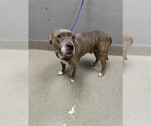 American Pit Bull Terrier-Unknown Mix Dogs for adoption in Las Vegas, NV, USA