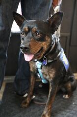 Australian Kelpie-Unknown Mix Dogs for adoption in Dallas, TX, USA