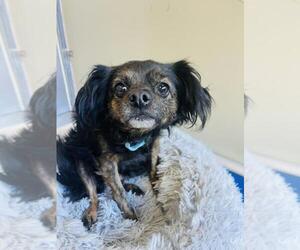 Chihuahua Dogs for adoption in Santa Barbara, CA, USA