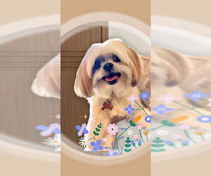 Shih Tzu Dogs for adoption in Weston, FL, USA