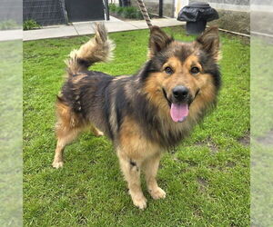 Shollie Dogs for adoption in Long Beach, CA, USA