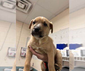 Mutt Dogs for adoption in Oklahoma City, OK, USA