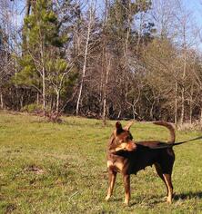 German Pinscher-Unknown Mix Dogs for adoption in Jefferson, TX, USA