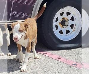 Siberian Husky-Unknown Mix Dogs for adoption in San Antonio, TX, USA