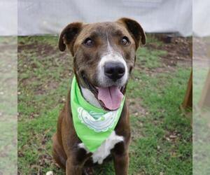 Labrador Retriever Dogs for adoption in San Antonio, TX, USA