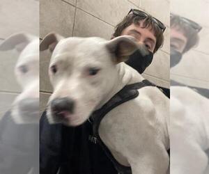 American Pit Bull Terrier Dogs for adoption in Stockton, CA, USA