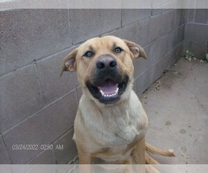 Labrador Retriever-Unknown Mix Dogs for adoption in KELLYVILLE, OK, USA