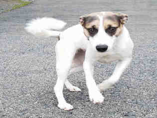 Beagle-Parson Russell Terrier Mix Dogs for adoption in Roslindale, MA, USA
