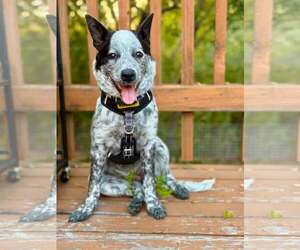 Mutt Dogs for adoption in Paso Robles, CA, USA
