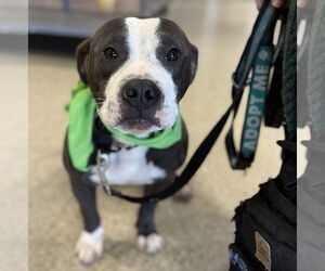 Bulldog-Unknown Mix Dogs for adoption in Rustburg, VA, USA