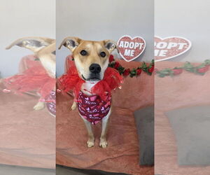 Labrador Retriever-Unknown Mix Dogs for adoption in Rockaway, NJ, USA