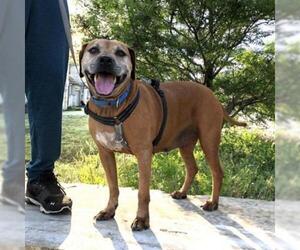 Black Mouth Cur-Unknown Mix Dogs for adoption in Austin, TX, USA