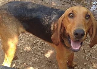 Bloodhound-Coonhound Mix Dogs for adoption in Forest, VA, USA