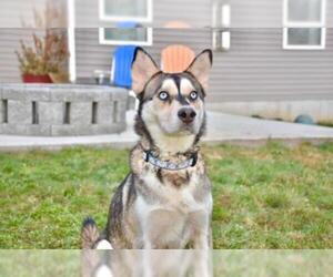 Siberian Husky Dogs for adoption in Mechanicsburg, PA, USA