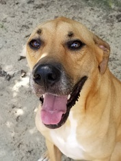 Great Dane-Unknown Mix Dogs for adoption in Statesboro, GA, USA