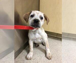 Boxer-Unknown Mix Dogs for adoption in Riverside, CA, USA