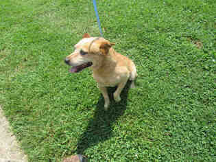 Pembroke Welsh Corgi Dogs for adoption in Murfreesboro, TN, USA