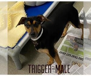 Chiweenie Dogs for adoption in Sterling, MA, USA