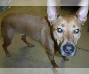 Black Mouth Cur Dogs for adoption in Sanford, FL, USA