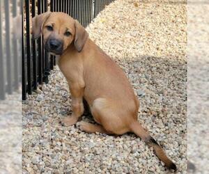 Mutt Dogs for adoption in Johnson City, TN, USA