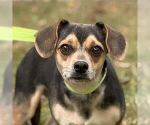 Chihuahua-Unknown Mix Dogs for adoption in Yardley, PA, USA