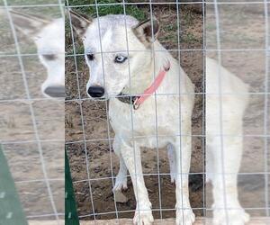 Huskies -Unknown Mix Dogs for adoption in Crossville, TN, USA