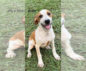 Mutt Dogs for adoption in Conway, AR, USA