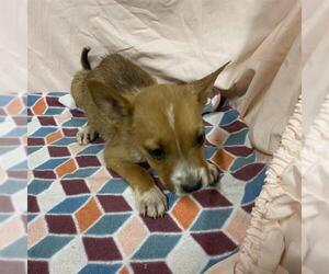 German Shepherd Dog-Unknown Mix Dogs for adoption in Modesto, CA, USA